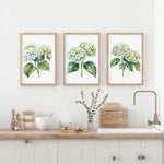 a kitchen counter with three framed watercolor paintings of green hydrangeas hanging above it. The paintings are arranged in a row, creating a visually appealing display. The kitchen counter also has various kitchen items, such as bowls, a vase with flowers, and a sink.