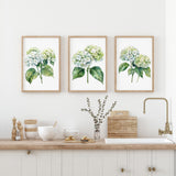 a kitchen counter with three framed watercolor paintings of green hydrangeas hanging above it. The paintings are arranged in a row, creating a visually appealing display. The kitchen counter also has various kitchen items, such as bowls, a vase with flowers, and a sink.