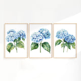 three framed watercolor paintings of blue hydrangea flowers with green leaves.