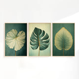 three framed artworks featuring large, leafy plant leaves in various shades of green.