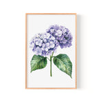 a framed watercolor painting of a cluster of purple hydrangea flowers with green leaves.