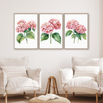 a living room with three framed watercolor paintings of pink hydrangeas hanging on the wall above two white armchairs.