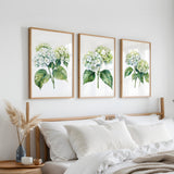 a bedroom with a bed, white bedding, and three framed watercolor paintings of white hydrangea flowers hanging on the wall above the bed.