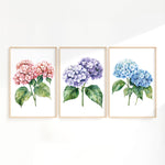 three framed watercolor paintings of hydrangea flowers in different colors: pink, purple, and blue.