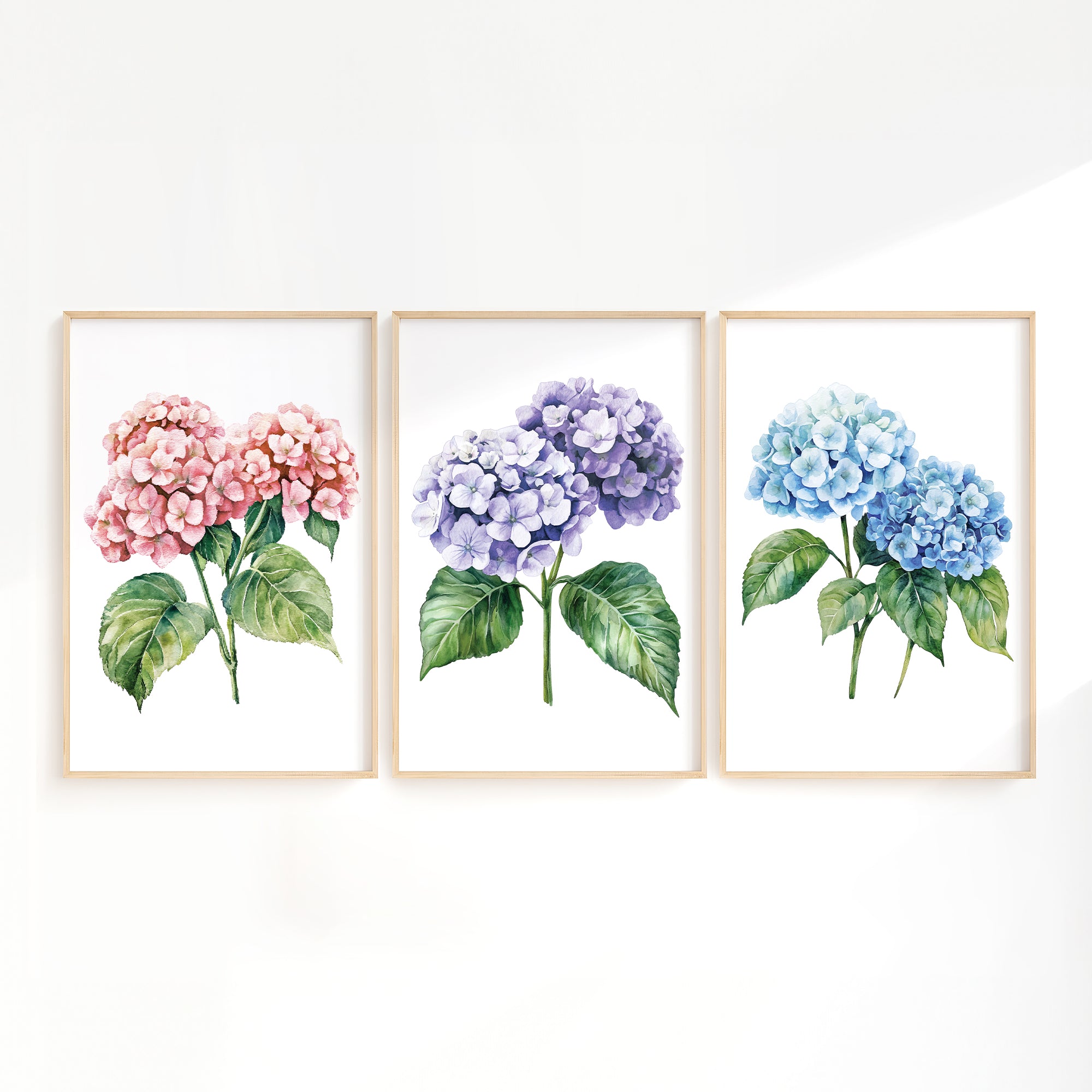 three framed watercolor paintings of hydrangea flowers in different colors: pink, purple, and blue.