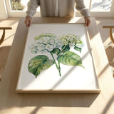 A person is holding a framed print of a watercolor painting of white hydrangea flowers on a wooden table.