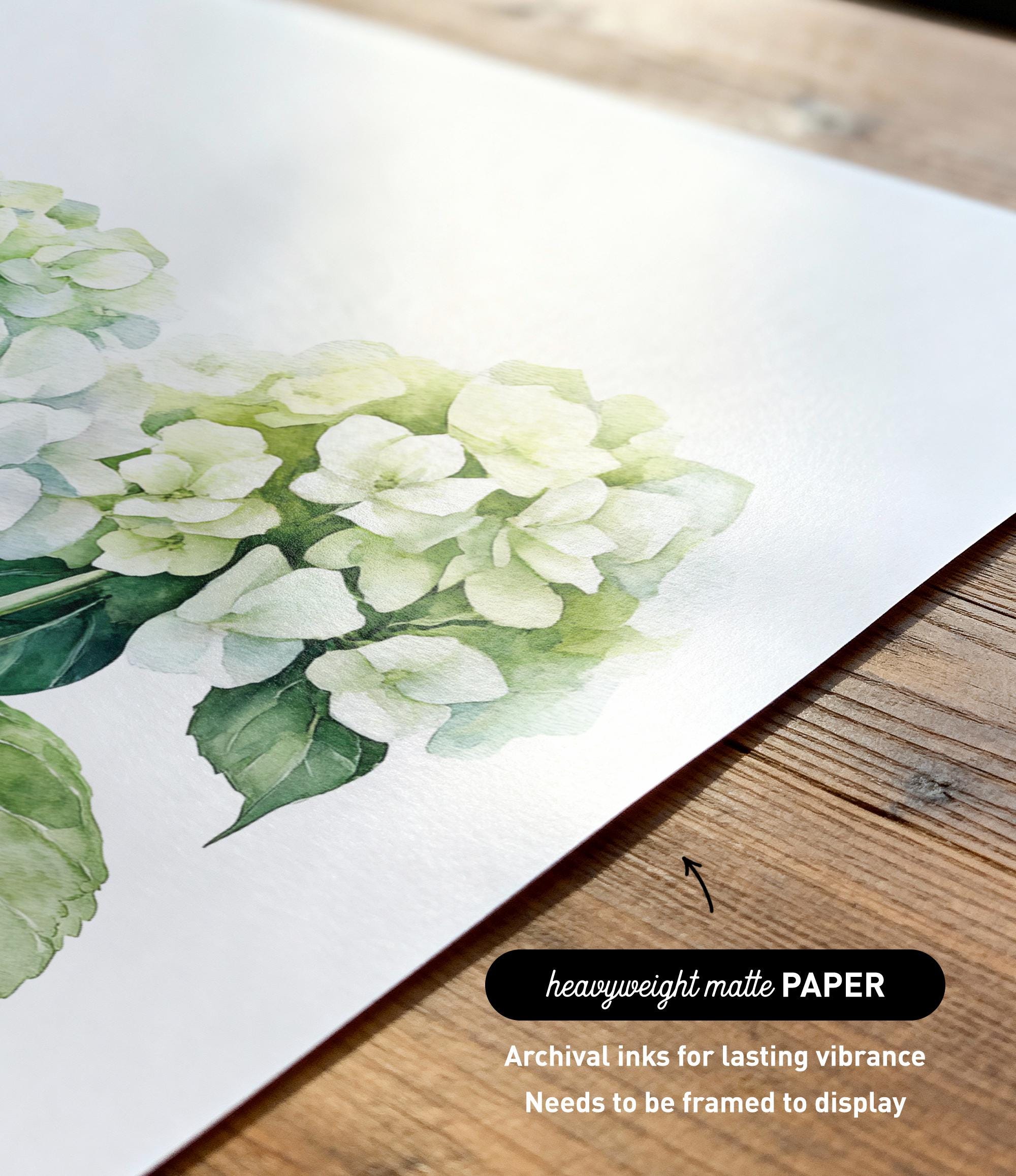 a close-up view of a watercolor painting of white hydrangea flowers on a white background.