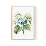 A framed watercolor painting depicting a bouquet of white hydrangea flowers with green leaves.