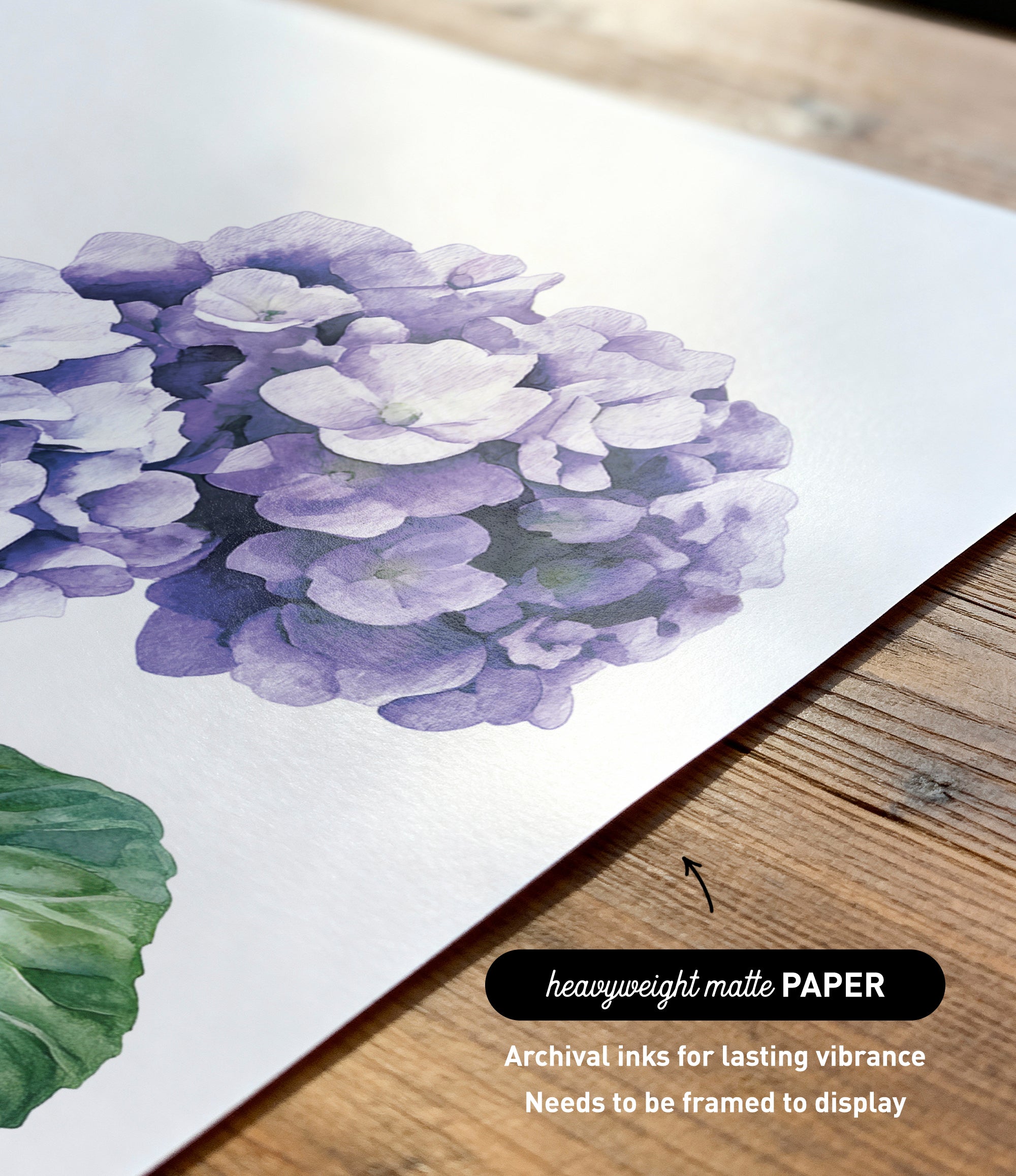 a close-up of a watercolor painting of a cluster of purple hydrangea flowers on a white background.