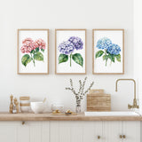 a kitchen counter with three framed watercolor paintings of hydrangea flowers hanging above it. The paintings depict different colors of hydrangeas - pink, purple, and blue. The counter also has various kitchen items, such as a bowl, a vase with flowers, and a sink.