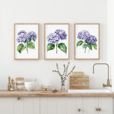 a kitchen counter with three framed watercolor paintings of purple hydrangeas hanging above it. The paintings are arranged in a row, creating a visually appealing display. The kitchen counter also has various items such as bowls, a vase with flowers, and a sink.