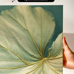 a close-up view of a large, intricate leaf with a textured surface and a vibrant green color.