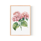 A framed watercolor painting depicting two clusters of pink hydrangea flowers with green leaves.