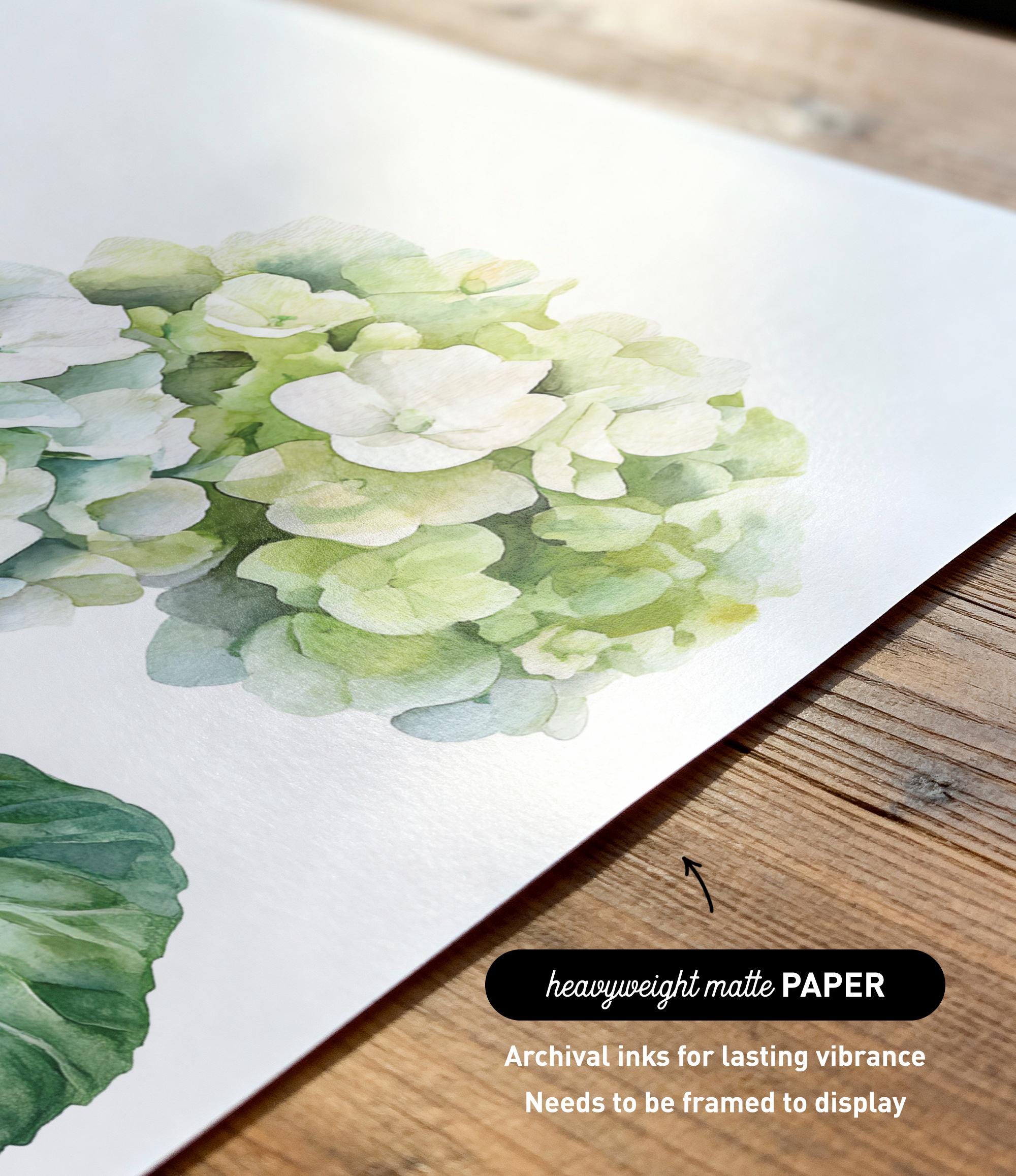 a close-up view of a watercolor painting of a cluster of white hydrangea flowers on a white background.