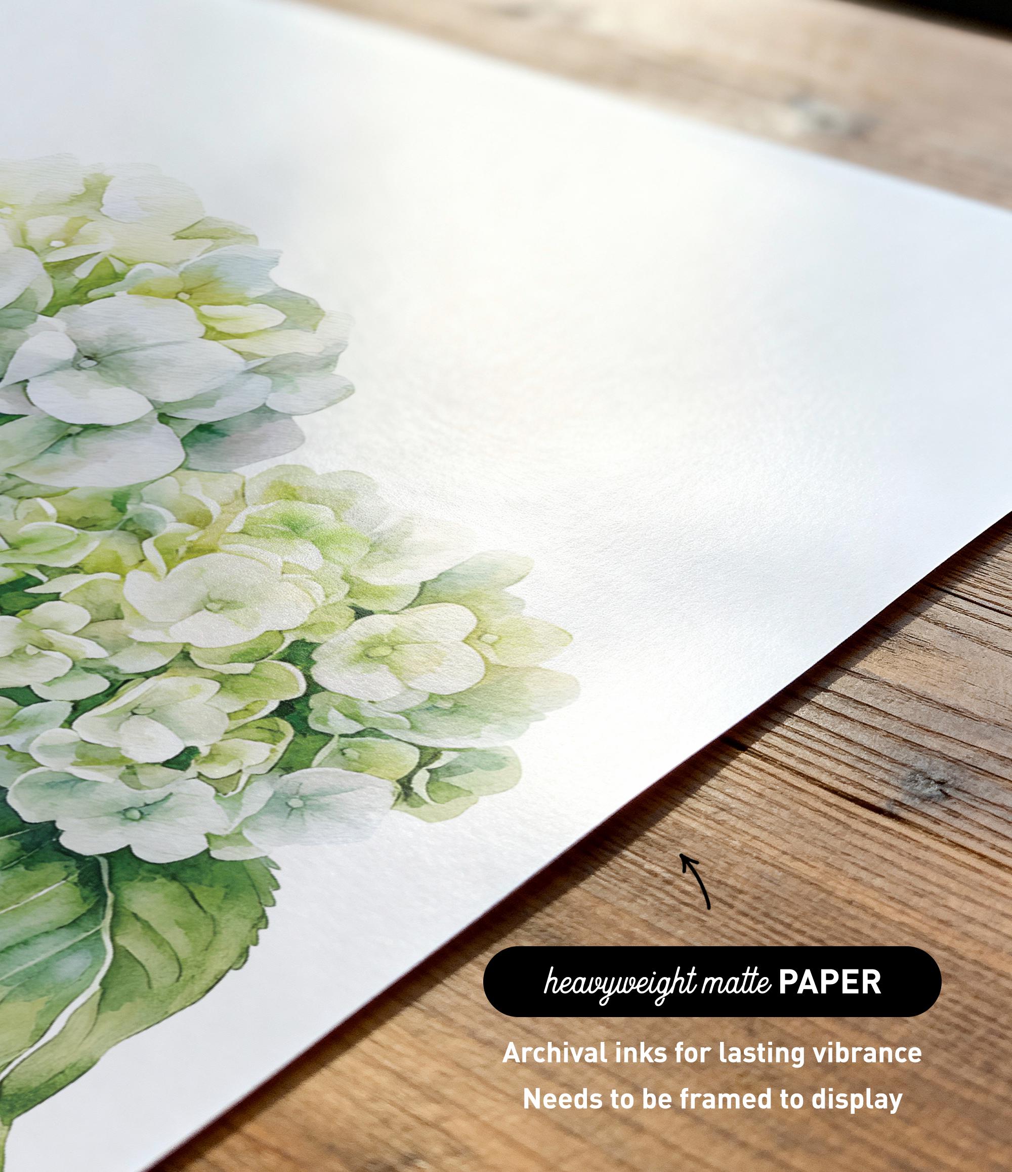 a close-up view of a watercolor painting of a cluster of white hydrangea flowers on a white background.