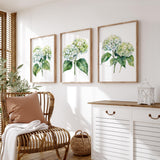a cozy living room with a wicker chair, a white dresser, and three framed watercolor paintings of green hydrangeas on the wall.