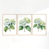 three framed watercolor paintings of white hydrangea flowers with green leaves.