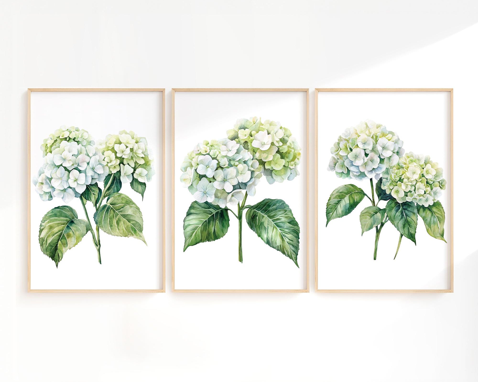 three framed watercolor paintings of white hydrangea flowers with green leaves.