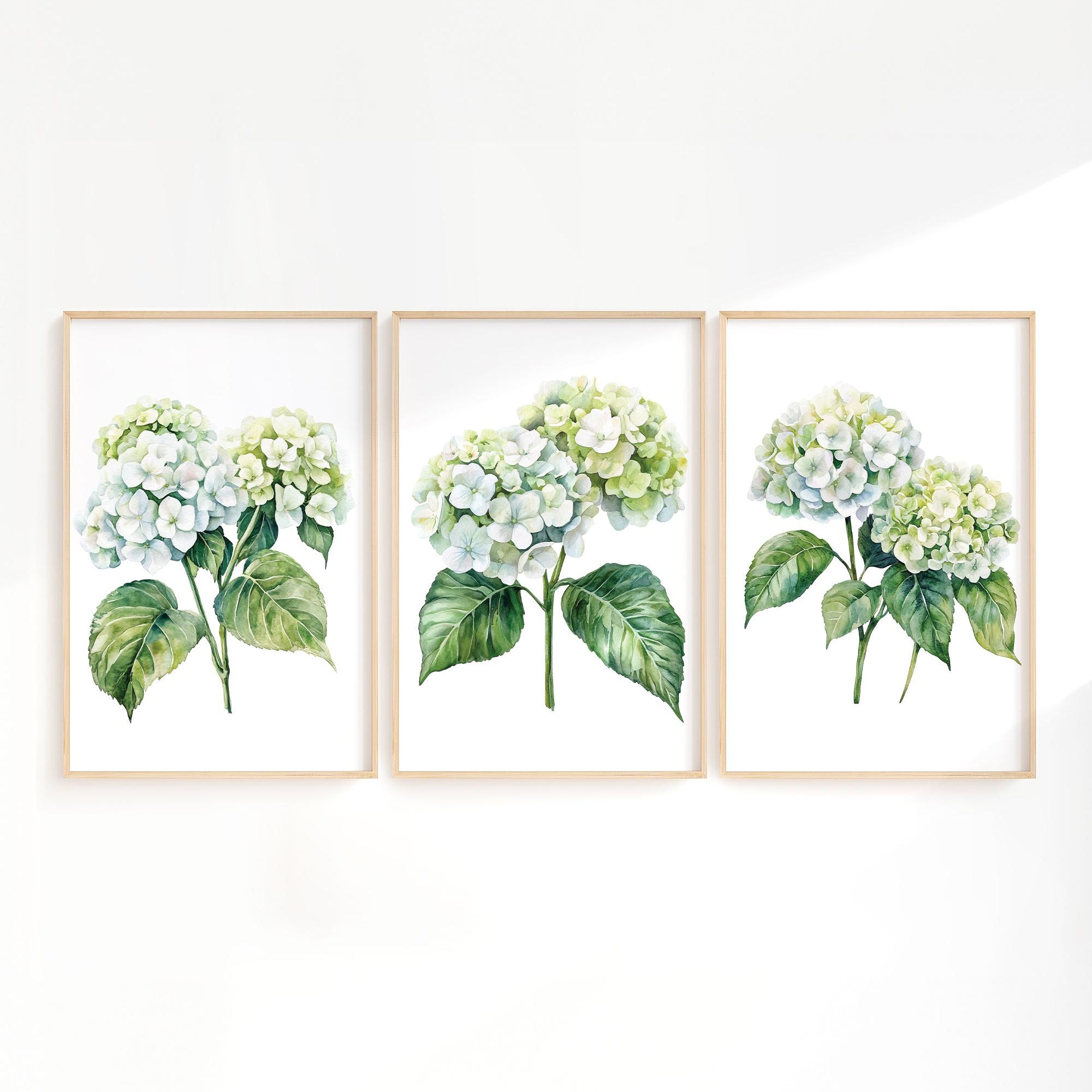 three framed watercolor paintings of white hydrangea flowers with green leaves.