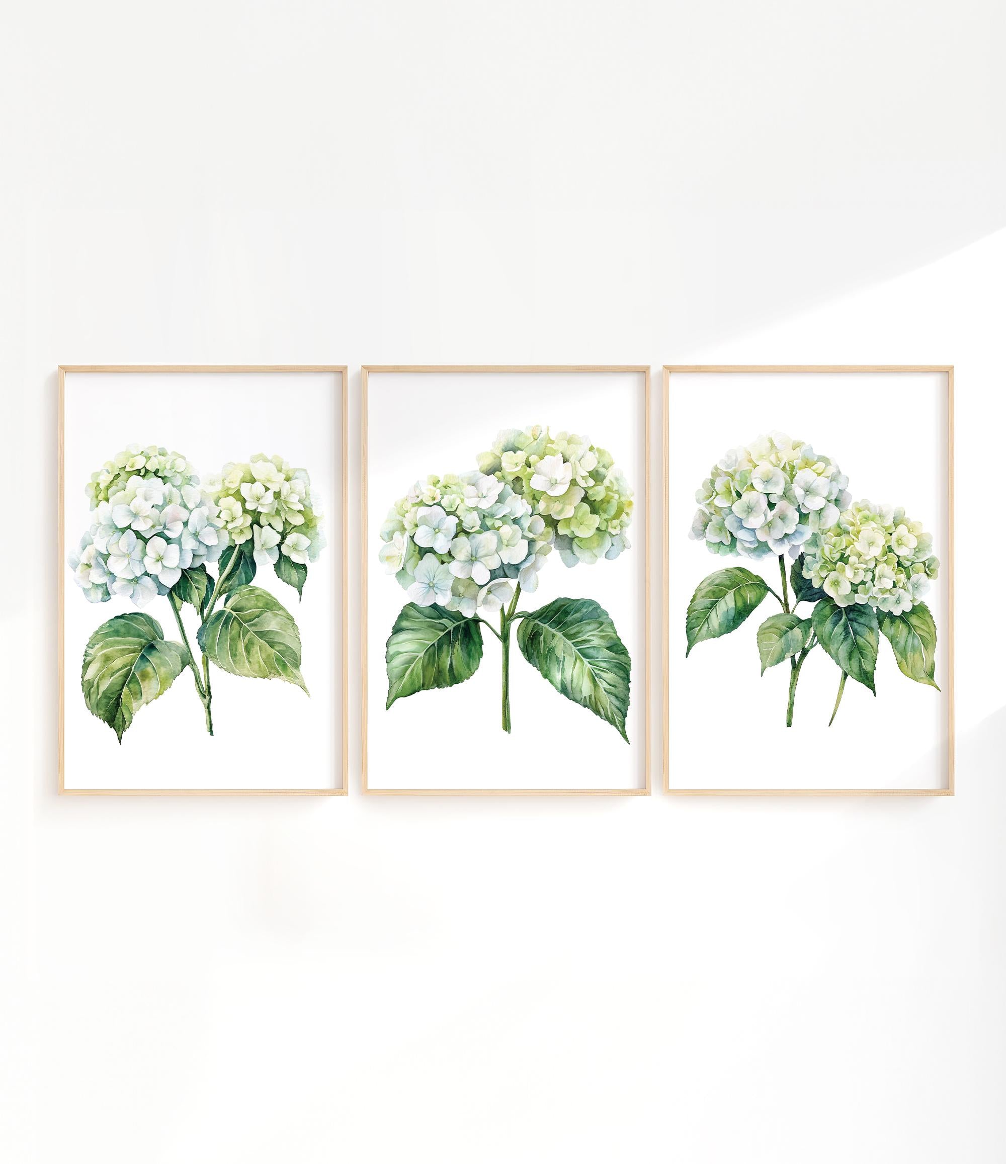 three framed watercolor paintings of white hydrangea flowers with green leaves.