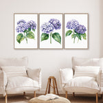 a living room with three framed watercolor paintings of purple hydrangeas hanging on the wall above two white armchairs.