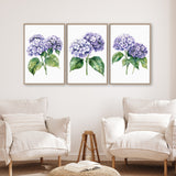 a living room with three framed watercolor paintings of purple hydrangeas hanging on the wall above two white armchairs.