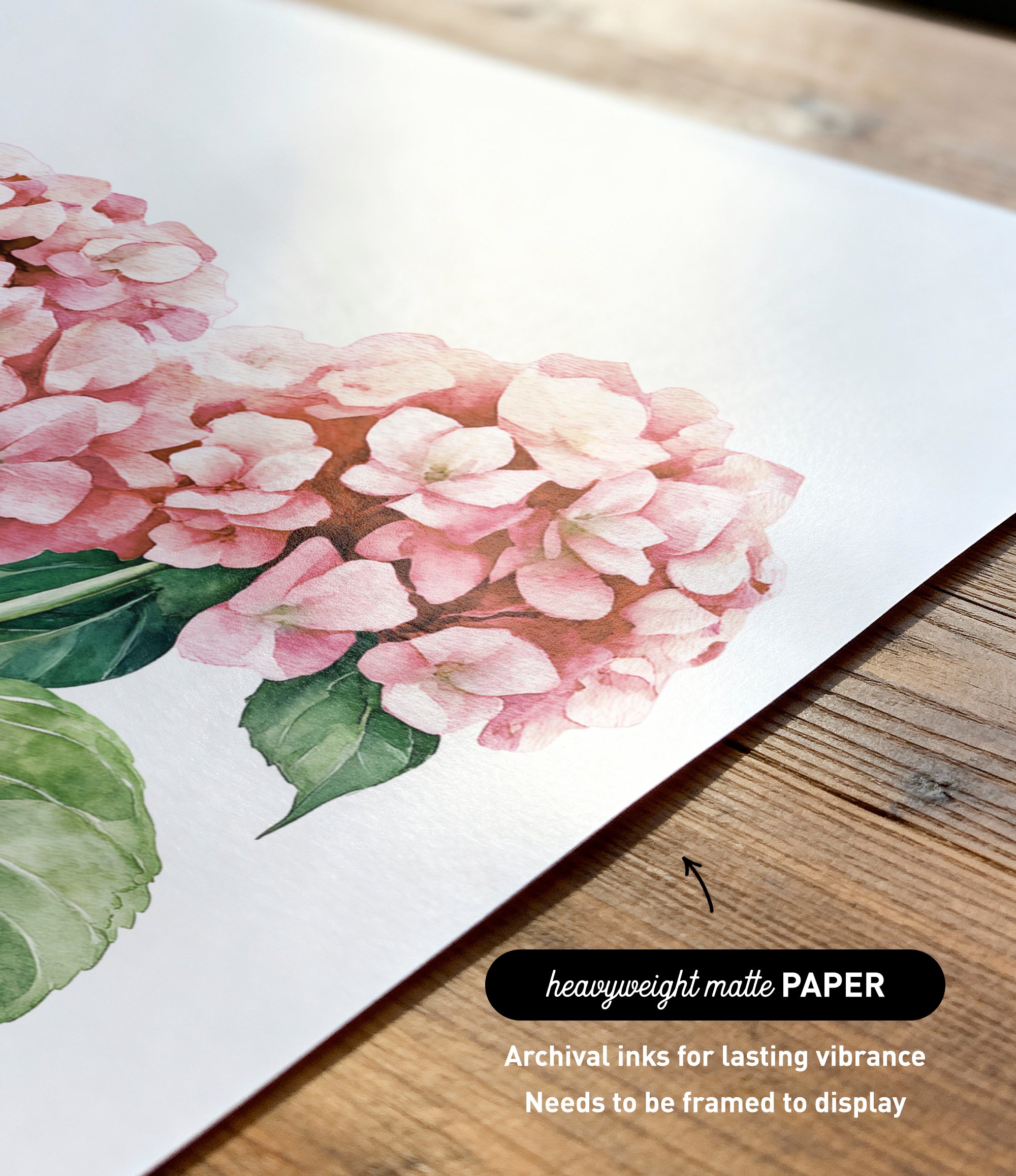 a close-up view of a watercolor painting of pink hydrangea flowers on a white background.