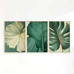 three framed botanical illustrations of tropical leaves, each with a distinct color scheme and leaf shape.