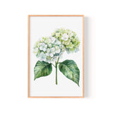 A framed print of a watercolor painting depicting a cluster of white hydrangea flowers with green leaves.