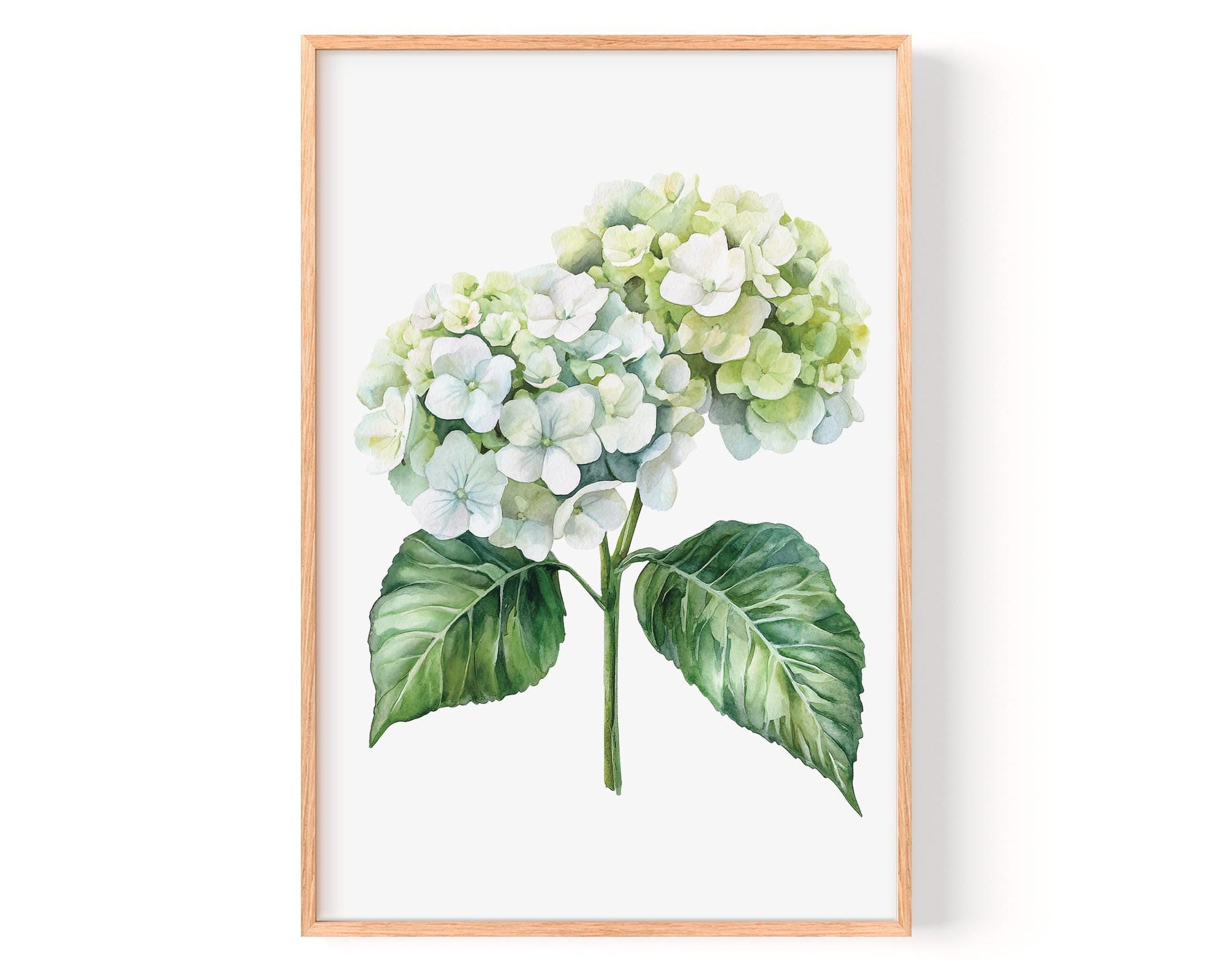 A framed print of a watercolor painting depicting a cluster of white hydrangea flowers with green leaves.