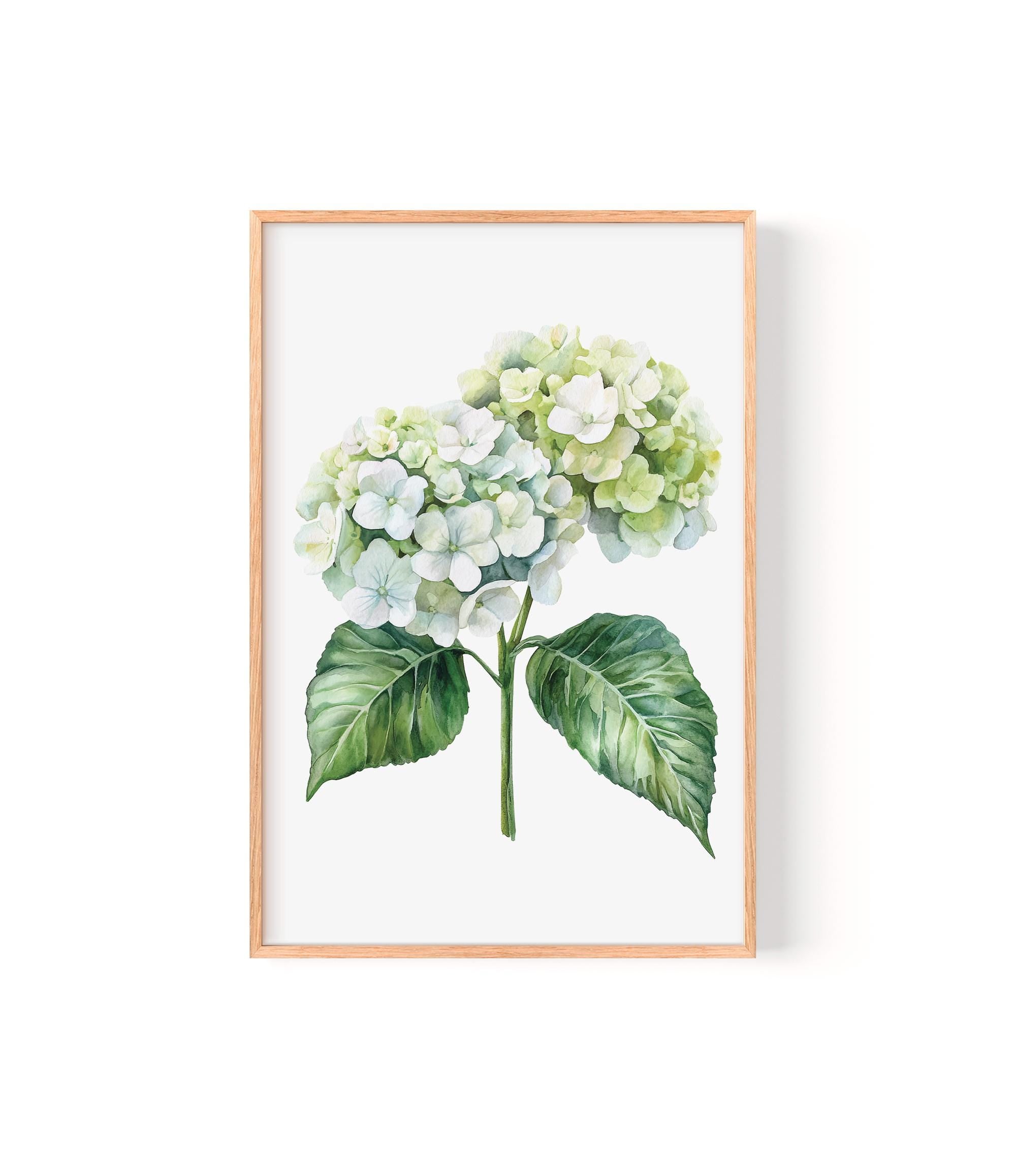 A framed print of a watercolor painting depicting a cluster of white hydrangea flowers with green leaves.