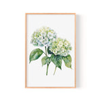 A framed watercolor painting depicting two white hydrangea flowers with green leaves.