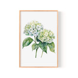 A framed watercolor painting depicting two white hydrangea flowers with green leaves.