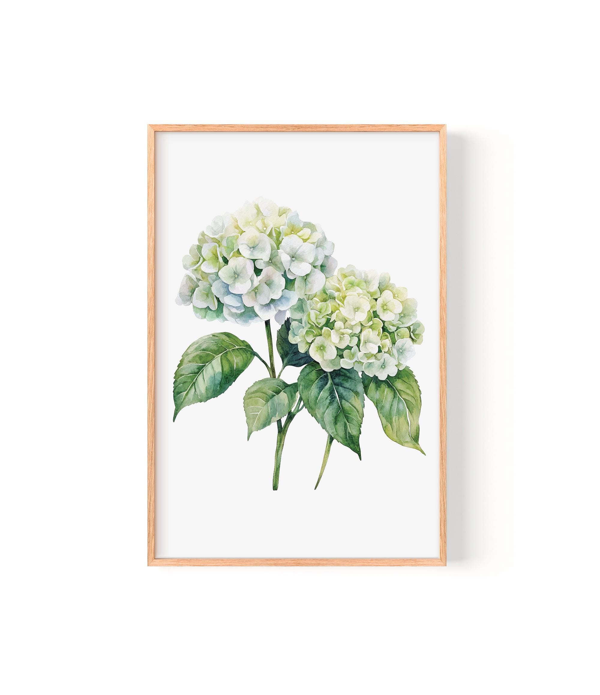 A framed watercolor painting depicting two white hydrangea flowers with green leaves.