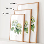 three framed prints of a watercolor painting of white hydrangea flowers, each with a different size and frame.