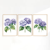 three framed watercolor paintings of purple hydrangea flowers.