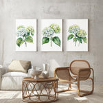 a cozy living room with a wicker coffee table, a wooden chair, and three framed watercolor paintings of white hydrangeas hanging on the wall above the seating area.