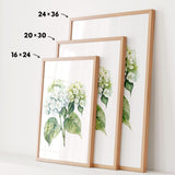 three framed prints of a watercolor painting of white hydrangea flowers, each with a different size and frame.