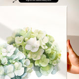 a hand holding a white canvas print of a watercolor painting of a cluster of white hydrangea flowers.
