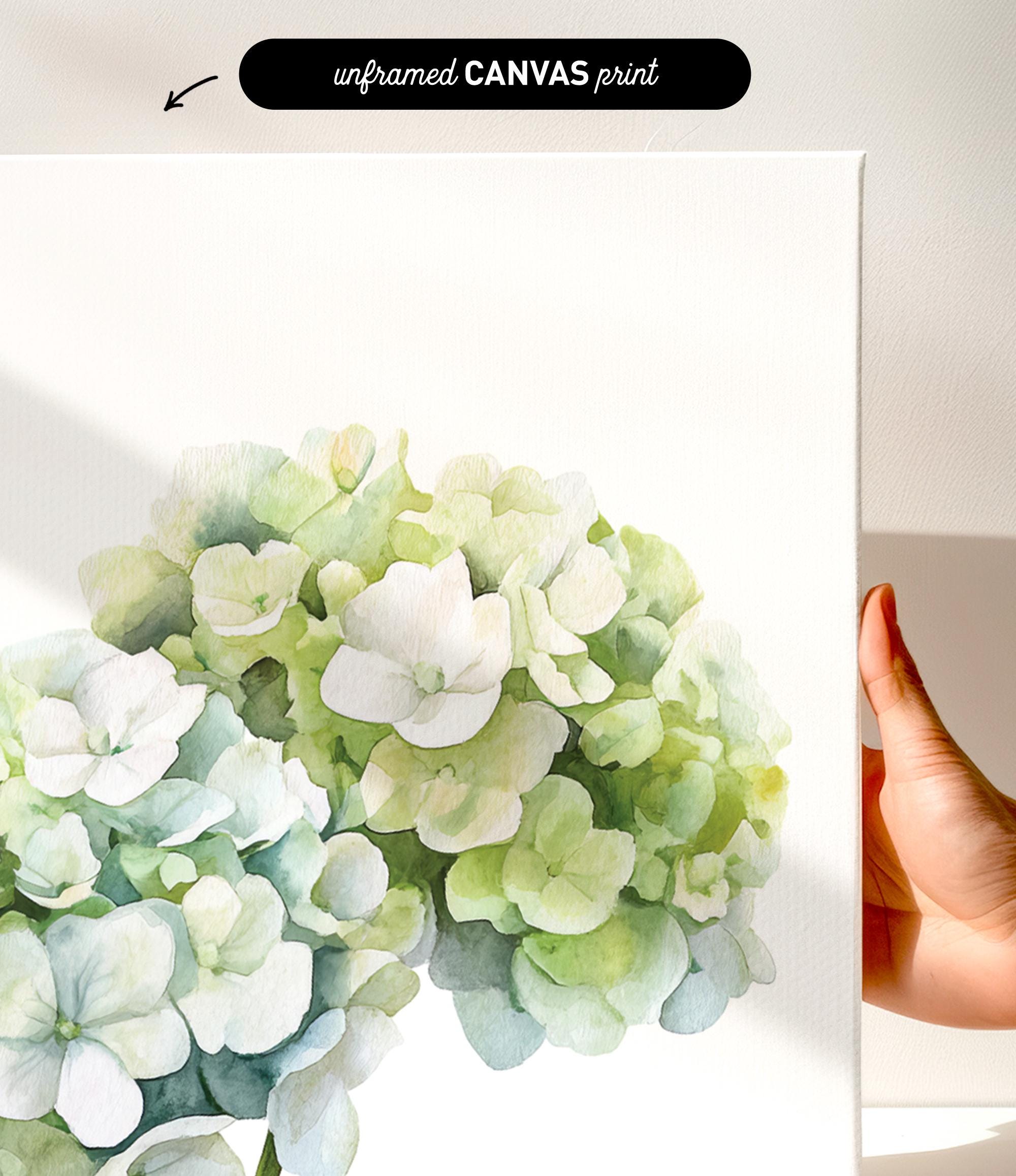 a hand holding a white canvas print of a watercolor painting of a cluster of white hydrangea flowers.